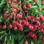Erwon NPK For Litchi Fruit Fertilizer From Sansar Green