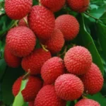 Erwon Npk For Litchi Fruits Fertilizer From Sansar Green