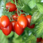 Erwon NPK For Tomato Fertilizer From Sansar Green