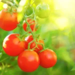 Erwon NPK For Tomato Fertilizer From Sansar Green