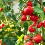 Erwon NPK For Tomato Fertilizer From Sansar Green