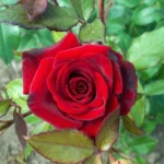 Erwon NPK For Winter Flower Fertilizer From Sansar Green