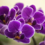 Erwon Orchid Food Stix Fertilizer From Sansar Green