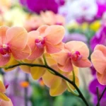 Erwon Orchid Food Stix Fertilizer From Sansar Green