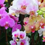 Erwon Orchid Food Stix Fertilizer From Sansar Green