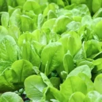 Erwon Palakura Seeds From Sansar Green