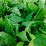 Erwon Palakura Seeds From Sansar Green