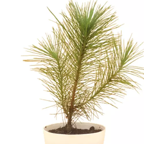 Sansar Green Masson Pine Plant
