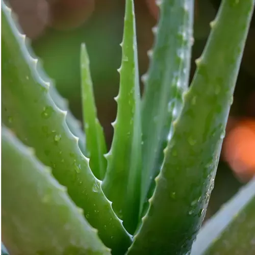 Sansar Green Aloe Vera Plant in Self Watering Pot From Sansar Green