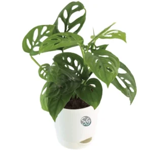 Sansar Green Broken Hearth Plant