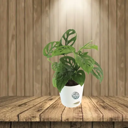 Sansar Green Broken Hearth Plant