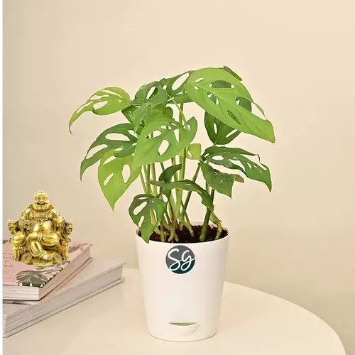 Sansar Green Broken Hearth Plant