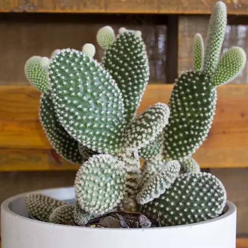 Sansar Green Bunny Ears in Self Watering Pot From Sansar Green