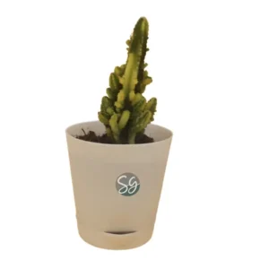 Sansar Green Cercus Cactus Plant