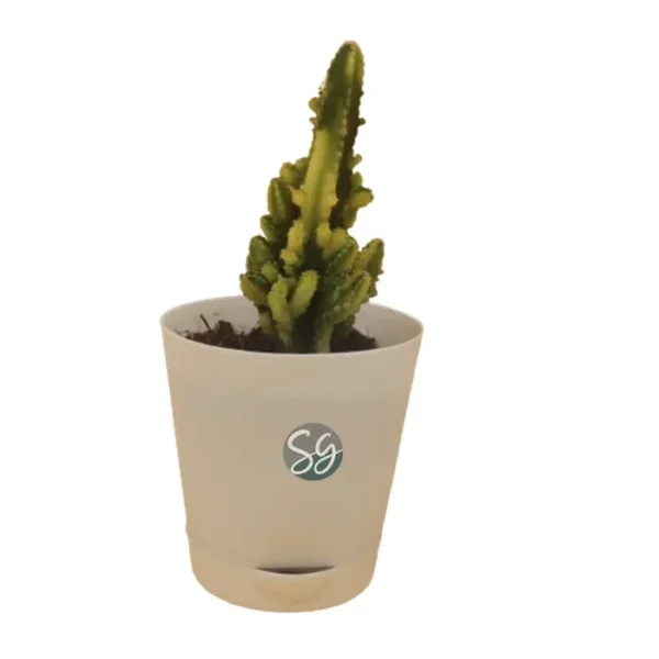 Sansar Green Cercus Cactus Plant