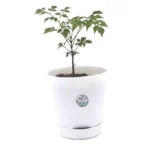 Sansar Green China Doll Plant