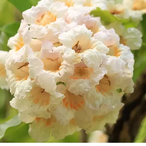 Sansar Green China Doll Plant