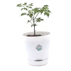 Sansar Green China Doll Plant