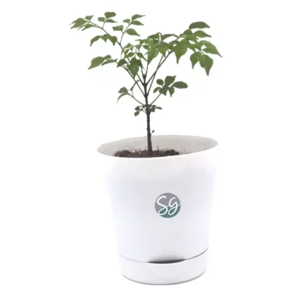 Sansar Green China Doll Plant