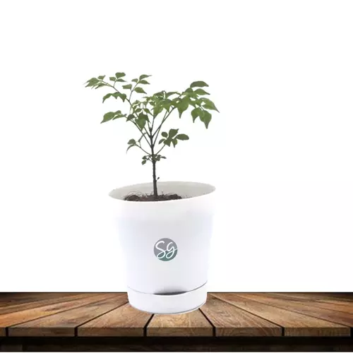 Sansar Green China Doll Plant