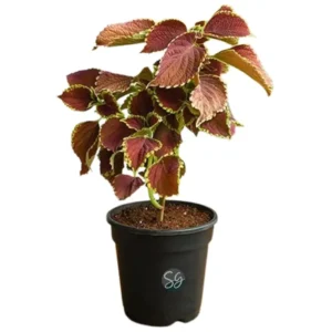 Sansar Green Coleus Plant From Sansar Green