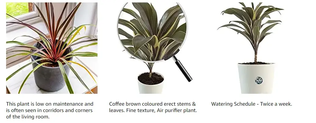 Sansar Green cordyline Fruticose Good Luck Plant 