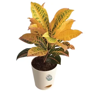 Sansar Green Croton Plant with Self Watering Pot