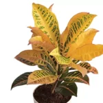 Sansar Green Croton Plant with Self Watering Pot