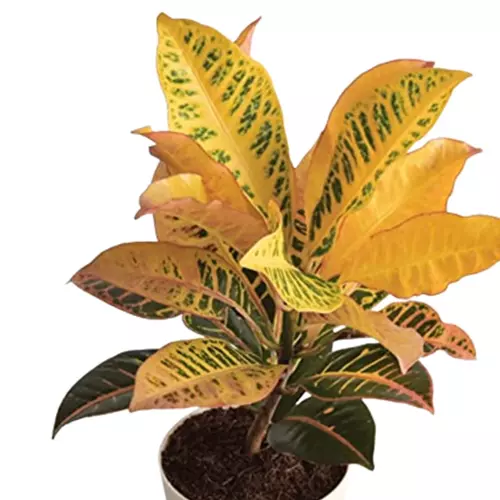 Sansar Green Croton Plant with Self Watering Pot