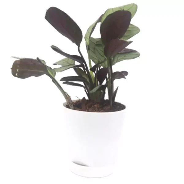 Sansar Green Ctenanthe Plant