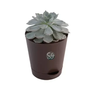 Sansar Green Echeveria Elegans Plant