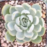 Sansar Green Echeveria Elegans Plant