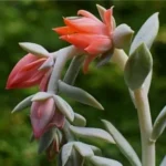 Sansar Green Echeveria Elegans Plant