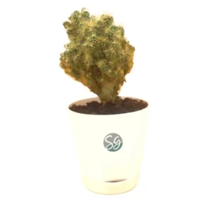 Sansar Green Golden Cactus Plant