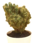 Sansar Green Golden Cactus Plant