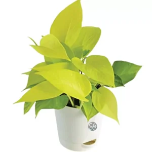 Sansar Green Golden Money Plant