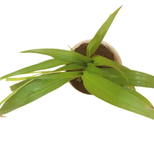 Sansar Green Grammy Orchid Plant