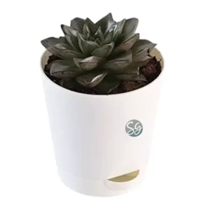 Sansar Green Hearth Howarthia Plant