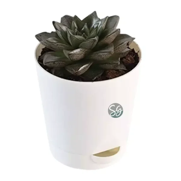 Sansar Green Hearth Howarthia Plant