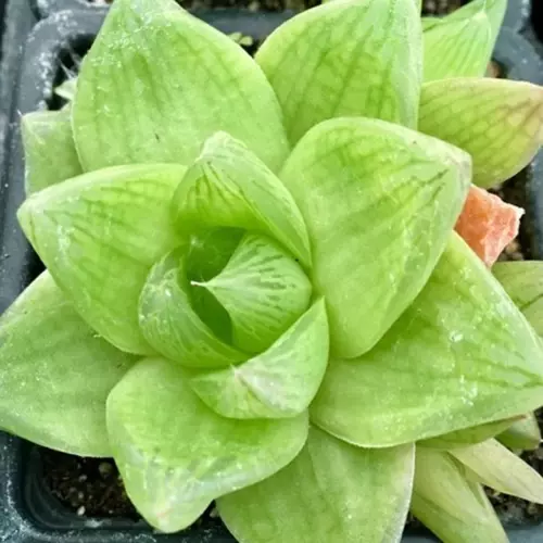 Sansar Green Hearth Howarthia Plant