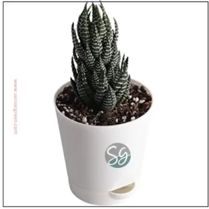 Sansar Green Howarthia Zebra Plant