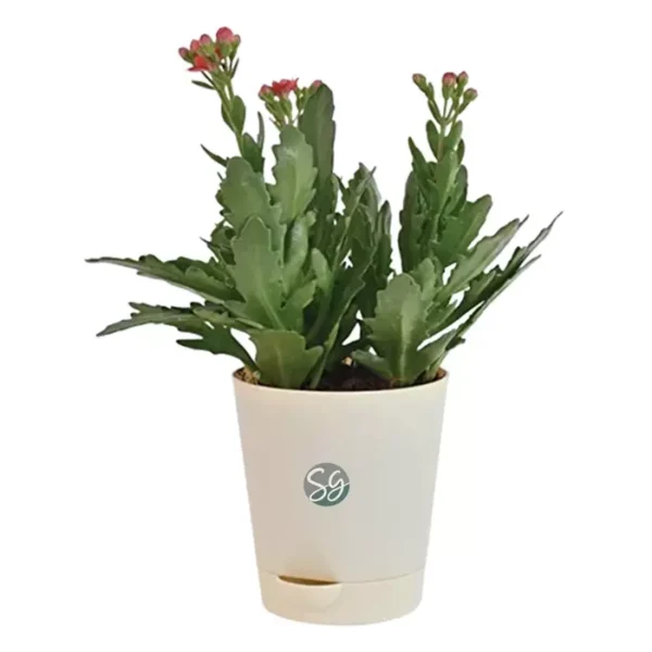 Sansar Green Kalanchoe Plant From Sansar Green