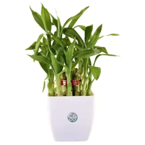 Sansar Green Lucky Bamboo Plant From Sansar Green