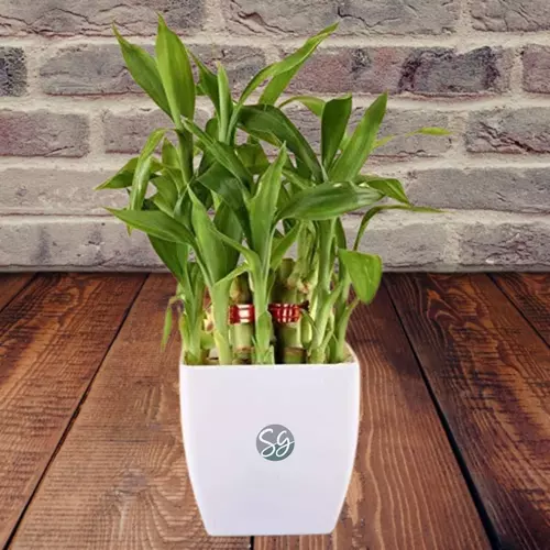 Sansar Green Lucky Bamboo Plant From Sansar Green