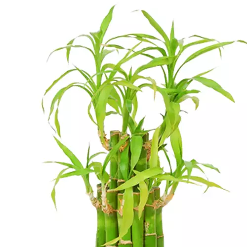 Sansar Green Lucky Bamboo Plant From Sansar Green