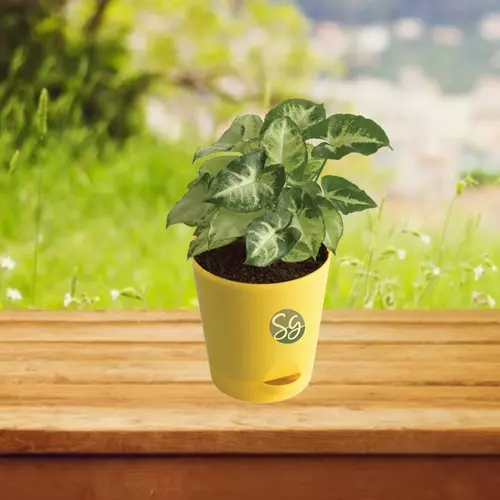 Sansar Green Mini Synognium Plant in Self Watering Plant From Sansar Green