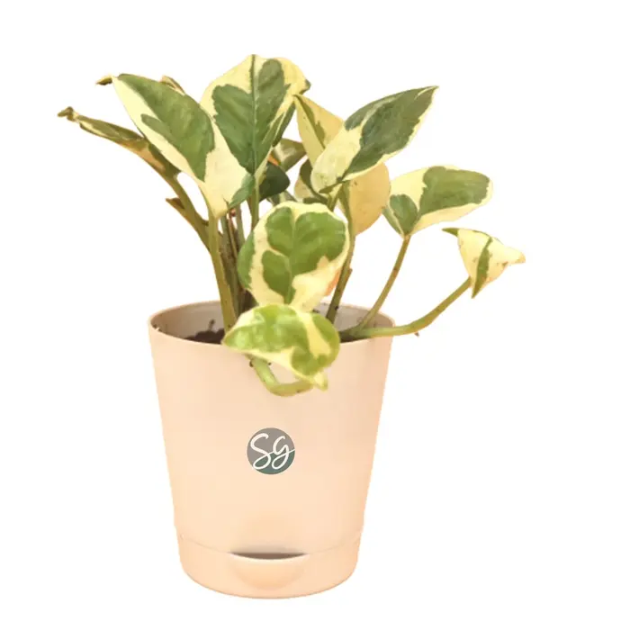 Sansar Green Money White Pothos Plant