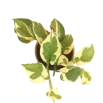 Sansar Green Money White Pothos Plant