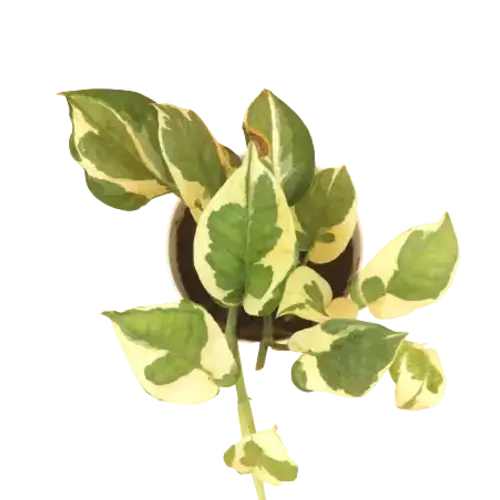 Sansar Green Money White Pothos Plant