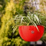 Sansar Green Beautiful Round Hanging Flower Pot From Sansar Green